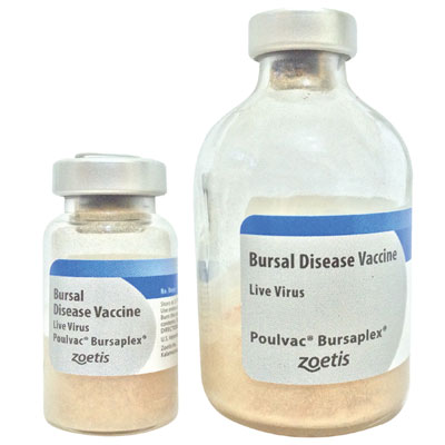 Bursaplex